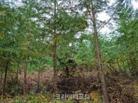 순천국유림관리소, 어린나무가꾸기사업 추진