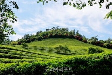 보성군 산으로 갈까 바다로 갈까... 보성군에 다 있네