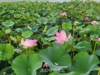 [KR 포토] 순천 오천그린광장,연꽃 활짝 장관...시민들 발길 사로잡아