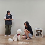 반려동물과의 올바른 산책문화,  영광군 댕히어로즈가 함께 만들어갑니다