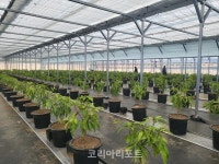 무안군, 기후변화 대응 아열대 농업 육성 박차… 고품질 애플망고 본격 수확