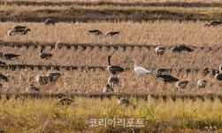 순천만, 희귀 철새 흰기러기 첫 포착