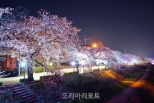 2025 정읍시 벚꽃축제에서 만나는 화려한 봄날···낭만벚꽃·낭만정읍