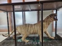영광군민, 목포 유달초에 불갑산 호랑이 반환 서명운동 추진