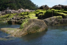 [KINN] 발전소 배출 물질 추적①  생명이 사라진 갯바위