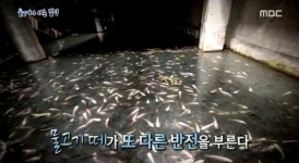 ‘서프라이즈’ 태국 뉴월드몰, 수천마리 물고기 빌딩 된 사연