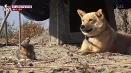 ‘동물농장’ 고양이 육아 중인 견공, 출산 안 했는데 모유까지[결정적장면]