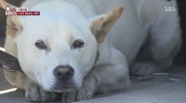 ‘동물농장’ 허벅지 물어 뜯는 자해견, 이유는 ‘1m 목줄’ 때문