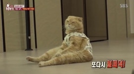 ‘동물농장’ SNS 스타 냥이 ‘메주’ 철퍼덕 앉게 된 이유는?