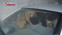 ‘동물농장’ 차 안에 방치된 개 수십마리, 어디로 사라졌나 ‘충격’
