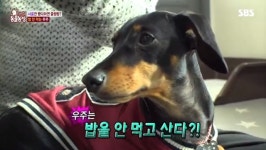 ‘동물농장’ 밥 안 먹는 닥스훈트 때문에 사료까지 먹는 견주[결정적장면]