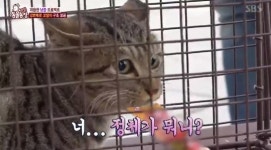‘동물농장’ 강변북로 위 새끼 고양이, 캣맘 보호 덕에 살았다