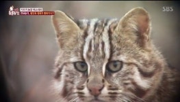 ‘동물농장’ 기러기 학살하는 습격자 삵, 멸종위기 2급 최상위 포식자