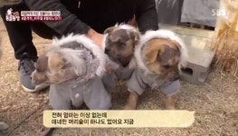‘동물농장’ 수의사 놀란 노안 강아지들, 수컷만 대머리로 태어나 ‘충격’[결정적장면]