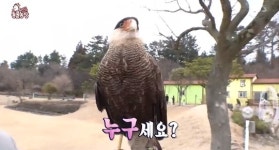 ‘동물농장’ 멕시코 국조 맹금류 카라카라, 고기 대신 곡식 먹으며 자존심 구겼다