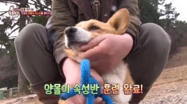 ‘동물농장’ 말몰이 독학 말똥이, 말들 호령하는 군기반장 웰시코기