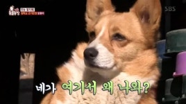 ‘동물농장’ 말몰이 독학 말똥이, 말들 호령하는 군기반장 웰시코기