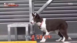 ‘동물농장’ RC카 홀릭견 광순이, 집중력도 관람 매너도 최고