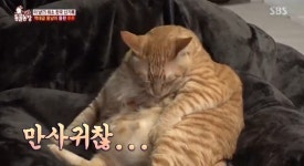 ‘동물농장’ 식탐 없는 뚱냥이 루루, 어쩌다 14.5㎏ 비만 됐나