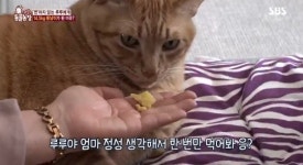 ‘동물농장’ 식탐 없는 뚱냥이 루루, 어쩌다 14.5㎏ 비만 됐나