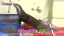 ‘동물농장’ 수산시장 고급어종만 노리는 절도범 충격적 정체