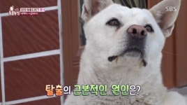 ‘동물농장’ 독박 육아견 뿅이, 잦은 탈출은 모성애 때문이었다