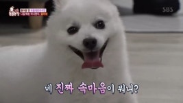 ‘동물농장’ 설이, 사람 나가면 맹수 돌변하는 이유 “주도적 성격 때문”