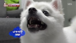 ‘동물농장’ 설이, 사람 나가면 맹수 돌변하는 이유 “주도적 성격 때문”