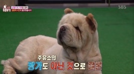 ‘동물농장’ 떠돌이 차우차우 삼월이 근황, 견주 못찾아 결국 다시 입양