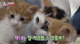 ‘동물농장’ 하반신 마비 고양이 ‘막내’ 묘생2막, 정선희도 감격
