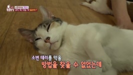 ‘동물농장’ 고양이 뿌용이, 1년째 주인 얼굴에 소변 테러하는 이유