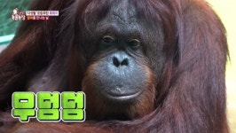 ‘동물농장’ 인공포육 오랑우탄 축복이, 5년만 가족 품으로 돌아갔다
