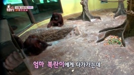 ‘동물농장’ 인공포육 오랑우탄 축복이, 5년만 가족 품으로 돌아갔다