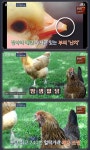 ‘쉘위치킨’ 김준현 “땀샘 없는 닭, 분당 240번 헐떡거려 온도 조절”
