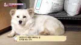 ‘동물농장’ 터줏대감 위협하는 기생견 삼총사, 새 가족 찾을 수 있을까