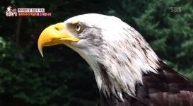 ‘동물농장’ 천조국 국조 흰머리수리 ‘백설이’ 무늬만 맹금류, 알고보니 강아지
