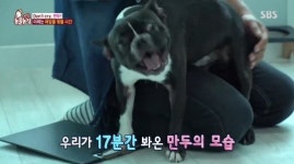 ‘동물농장’ 만두, 목 놓아 비명 지르는 이유는? “훈련된 울음”