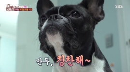 ‘동물농장’ 만두, 목 놓아 비명 지르는 이유는? “훈련된 울음”