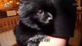 ‘동물농장’ 로이, 왜 24시간 쵸파만 바라볼까 “보더콜리 습성 때문”