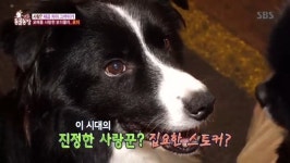 ‘동물농장’ 로이, 왜 24시간 쵸파만 바라볼까 “보더콜리 습성 때문”