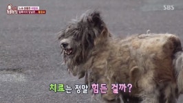 ‘동물농장’ 스핑크스 고양이·누더기견 유기..토니안 “자신 없으면 키우지 마”(종합)