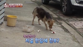 ‘동물농장’ 검둥이 뭉클한 모정, 여섯 마리 새끼 위해 마트 밥동냥