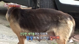 ‘동물농장’ 검둥이 뭉클한 모정, 여섯 마리 새끼 위해 마트 밥동냥