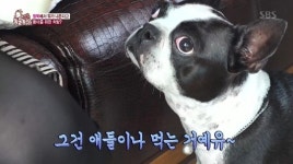 ‘동물농장’ 뚱이, 팔뚝 집착견 된 이유? “엄마 젖 못 뗐다”