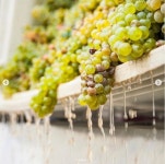 빅뱅 탑 SNS에 개인 소유 추정 ‘와인농장’ 사진 올려 눈길