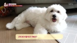 ‘동물농장’ 왕티즈 솔이, 몰티즈 맞아? 키 83cm-몸무게 13.5㎏