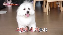 ‘동물농장’ 왕티즈 솔이, 몰티즈 맞아? 키 83cm-몸무게 13.5㎏