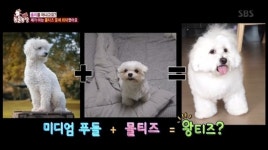 ‘동물농장’ 왕티즈 솔이, 몰티즈 맞아? 키 83cm-몸무게 13.5㎏