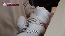 ‘동물농장’ 개냥이 심바, 사람 품에서만 ‘꿀잠’ 자는 이유는?