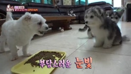‘동물농장’ 몰티즈+허스키 6남매, 해외토픽 나올만한 초특급 귀여움